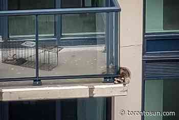Baby raccoon rescued from Toronto highrise balcony - Toronto Sun