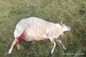 Loslopende hond richt bloedbad aan in Kalmthoutse Heide: twintigtal schapen aangevallen - Gazet van Antwerpen