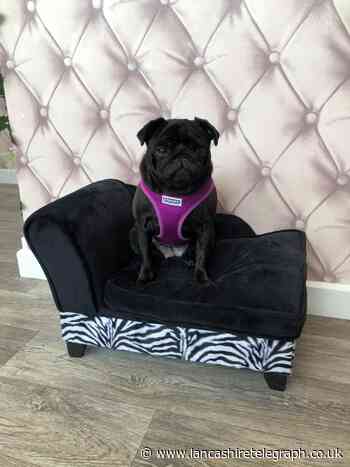 Blackburn dog groomers offer acrylic nails while you wait