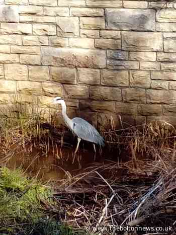 River clean-up in Bolton prompts arrival of heron