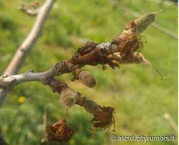 Fermo, Con le ultime gelate perso l'80% delle colture frutticole - Notizie Ascoli e Provincia Picena. - Cityrumors Ascoli
