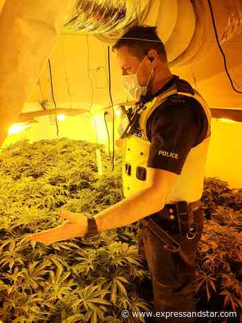 new 100 cannabis plants seized in Dudley police raid - expressandstar.com