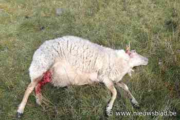 Loslopende hond richt bloedbad aan op Kalmthoutse Heide: twintigtal schapen aangevallen