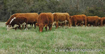 Grazing system helps young farmers enter cattle business