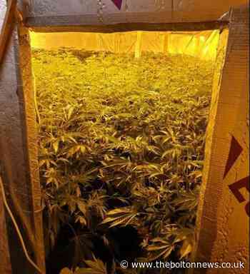 Over 1,000 plants found in cannabis farm in Bolton