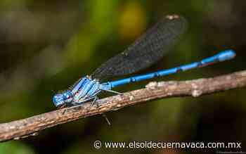 [Animalia] Libélulas, la magia volátil - El Sol de Cuernavaca