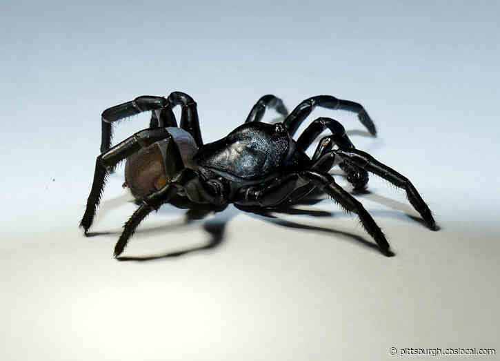 Zoo Miami Helps Discover A Brand New Spider Species In Miami