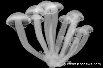 Psychedelic drug worked for depression as well as common antidepressant, small trial finds