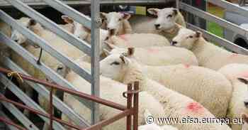Animal transport: help us prepare our assessment | European Food Safety Authority - EFSA news