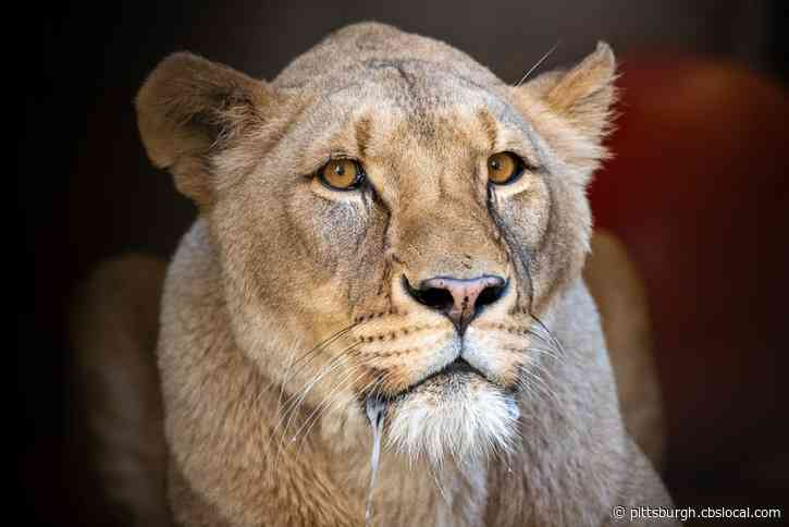 Pittsburgh Zoo: 2 Lions Test Positive For COVID-19