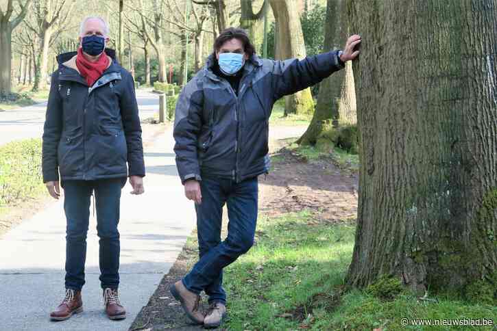 Schilde moet keuze maken: veilige fietspaden ten koste van oude eiken