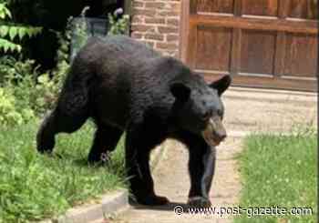 Lions and bears: Just another day in the city
