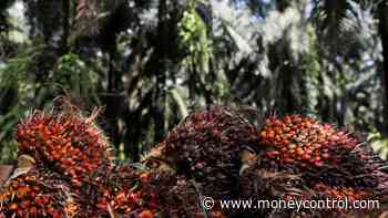 Crude Palm oil futures hit lifetime high of Rs 1,167/10 kg on the MCX