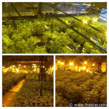 Markham pair faces charges as OPP seizes cannabis valued at $1.2-million - Toronto Star