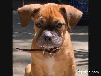 North Hollywood-Toluca Lake Pets Up For Adoption: Meet Bruno, Bear & More - North Hollywood, CA Patch