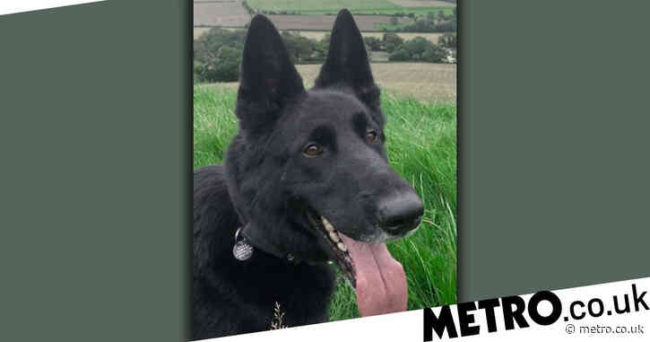 Police dog killed by train while chasing after burglary suspects