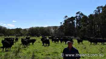 Grass-fed bullocks are on top at Goulburn