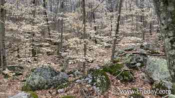 Spring awakens on Rhode Island's North-South Trail - theday.com