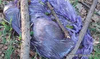 Samarate, «Nessuno sposta il gatto morto» - La Prealpina