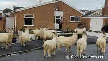 North Wales town taken over by large herd of goats
