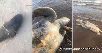Hallan sin vida a docena de animales marinos en playas de Huatabampo - ELIMPARCIAL.COM