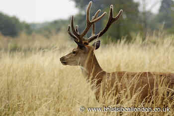 Dog owners warned after chased deer dies in Bushy park