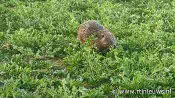 Bijzondere beelden: bever gespot in Bossche woonwijk - EditieNL