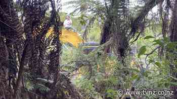 Tree felling protestors arrested at urban Auckland forest - TVNZ