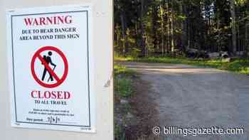 Bear mauling prompts forest closure near West Yellowstone - Billings Gazette