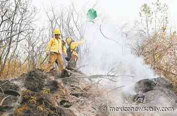 Morelos firefighter laments loss of forest land in Tepozteco National Park - Mexico News Daily