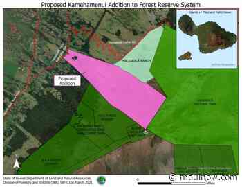 State Seeks to Restore “Mauna Lei” Band of Forest that Once Encompassed Haleakalā - Maui Now