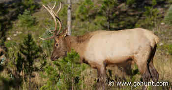 Oregon reduces elk tags for Starkey Experimental Forest - goHUNT.com