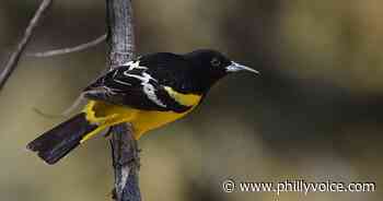 Scott's oriole makes rare appearance in Pennsylvania - PhillyVoice.com