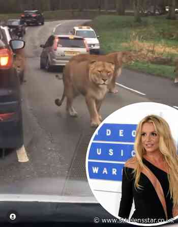 Britney Spears has her sights set on Knowsley Safari Park! - St Helens Star