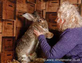 World's biggest rabbit stolen in Worcestershire - St Helens Star