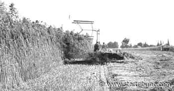 Was Minnesota once host to U.S. government-sponsored hemp farms?