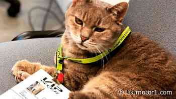 The secret of Imola’s lucky F1 paddock cat