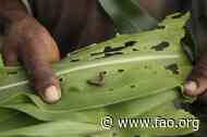Fight against fall armyworm: good progress, more efforts needed
