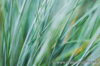 Non butteremo più l’erba tagliata ora che conosciamo questo incredibile riutilizzo - Proiezioni di Borsa