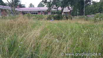 Grugliasco, al via i primi tagli dell'erba nei parchi, nei giardini e nelle aree cani - Grugliasco24.it