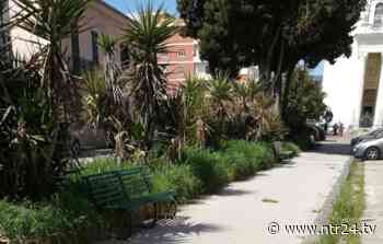 Incuria ed erba alta a viale San Lorenzo: la lettera di un cittadino - NTR24