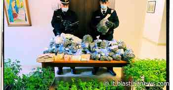 Sardegna: nel negozio di marijuana legale spacciavano 'erba' illegale, due arresti a Olbia - Blasting News Italia