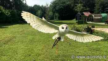 Aiutiamo Romeo, un innocuo barbagianni che si è perso: avvistato l'ultima volta a Erba - QuiComo