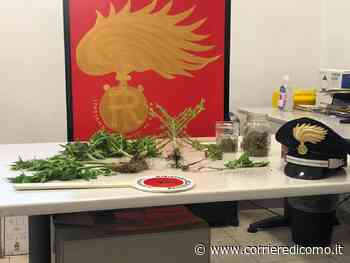 Erba: in casa ha mezzo chilo di “Kratom”, la droga con effetti simili all'eroina - Corriere di Como