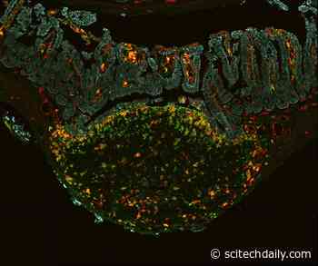 New “Time Machine” Technique Unveiled to Measure Cells