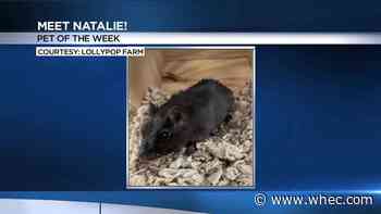 Pet of the Week: Natalie