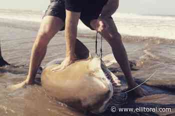Viral: pescaron un enorme tiburón en el sur de Buenos Aires y lo devolvieron al mar - El Litoral