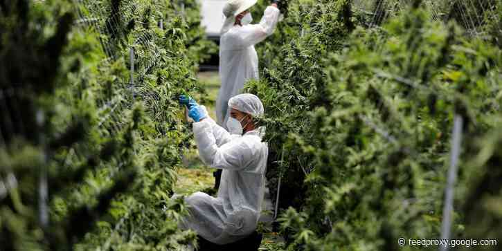 Dismal earnings for Canadian cannabis