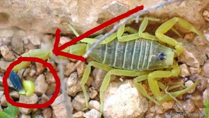 Why scorpion venom is the most expensive liquid in the world