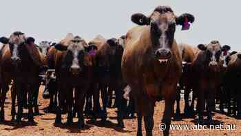 Young cattle price makes history by surpassing 900 cents but there is a downside
